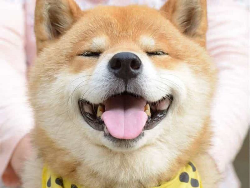 Đồng Shiba lấy biệt danh từ chú chó có cùng tên là Shiba
